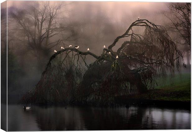 Eerie weeping willow tree in the fog Canvas Print by ken biggs