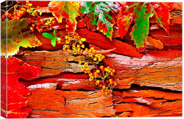 Colorful autumn leaves Canvas Print by ken biggs