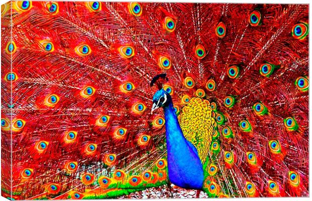 beautiful peacock displaying Canvas Print by ken biggs