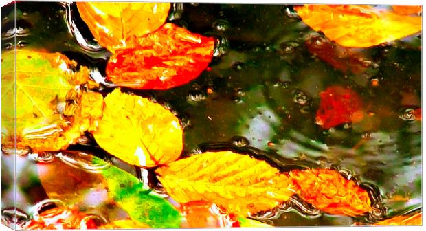 autumn leaves Canvas Print by ken biggs