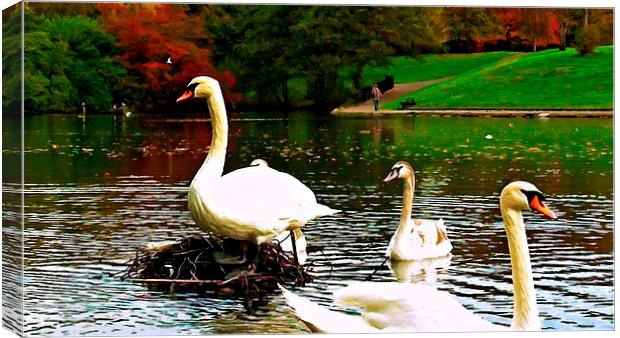 A family of swans on a lake Canvas Print by ken biggs
