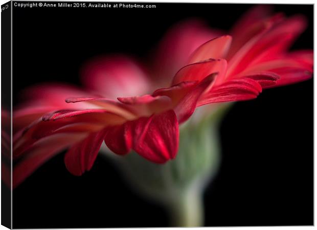  Red Gerbera on black background Canvas Print by Anne Miller