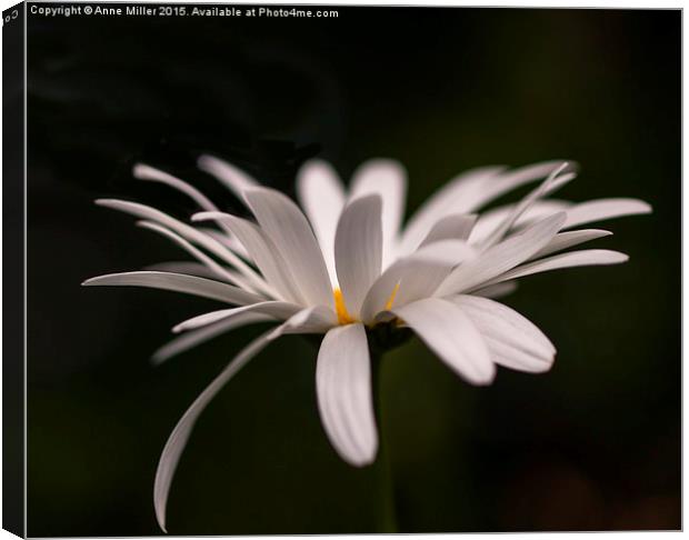  Michaelmas Daisy in Sunlight Canvas Print by Anne Miller