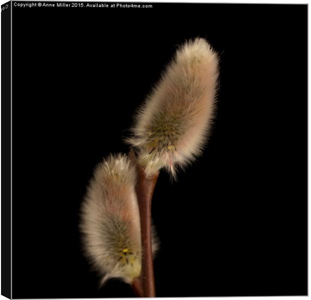  Catkins Canvas Print by Anne Miller