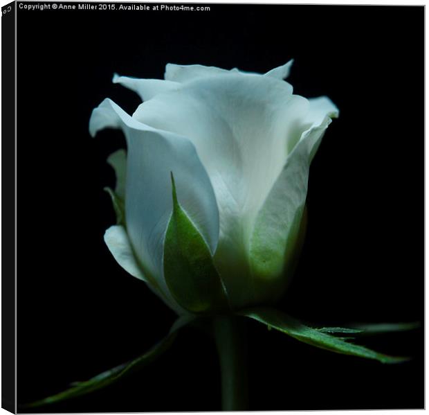  White Rose Canvas Print by Anne Miller