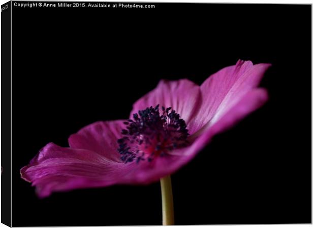  Pink Anemone Canvas Print by Anne Miller