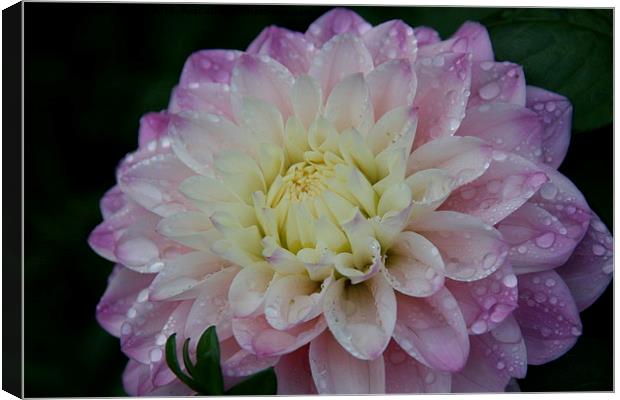 Rain kissed dahlia  Canvas Print by sarah chilton