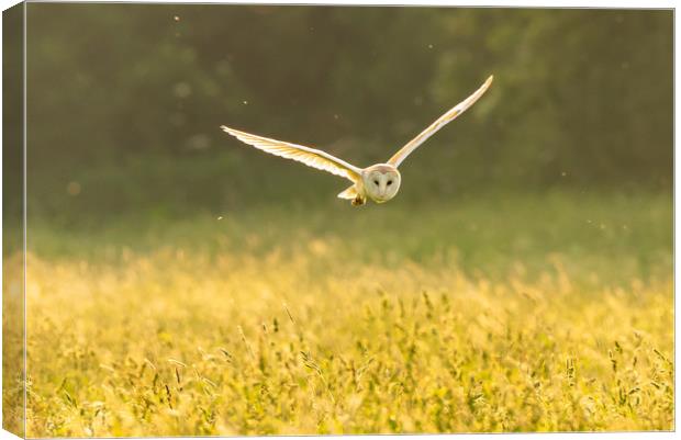 Barn Owl hunting Canvas Print by Andrew Scott
