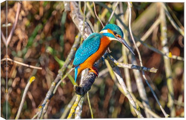 Beautiful Kingfisher Canvas Print by Andrew Scott