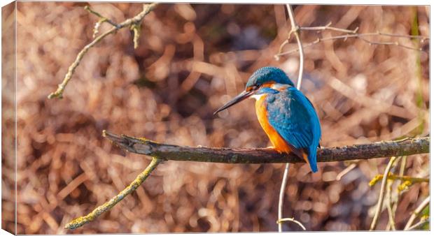 Kingfisher  Canvas Print by Andrew Scott