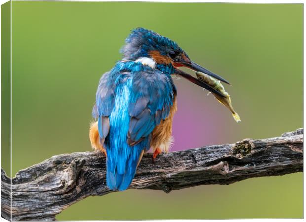 Kingfisher with breakfast Canvas Print by Andrew Scott
