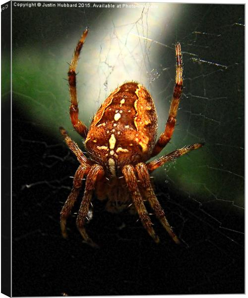  Garden Cross Spider Canvas Print by Justin Hubbard