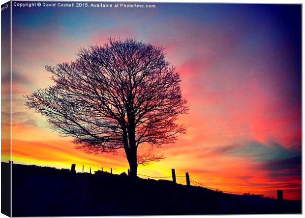  Splendid Tree at Sunset Canvas Print by David Cockell