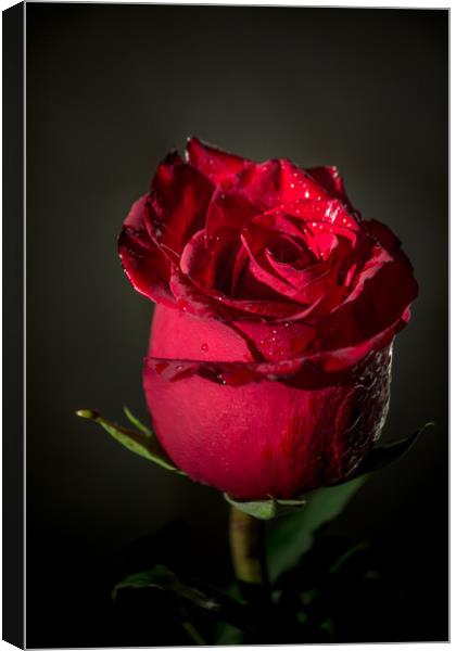 Red rose bud Canvas Print by Svetlana Korneliuk