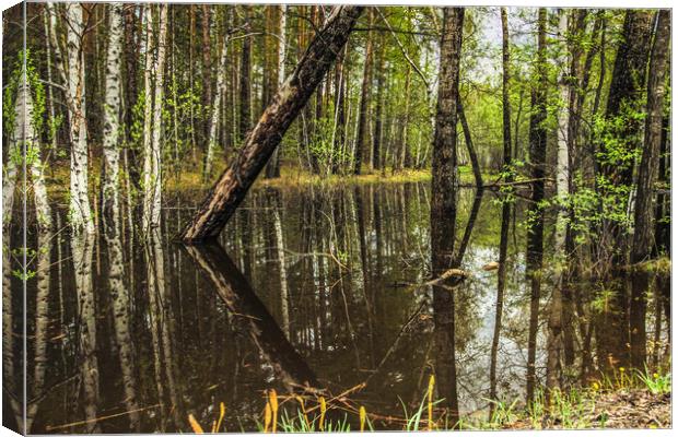 The flooded forest in spring Canvas Print by Svetlana Korneliuk