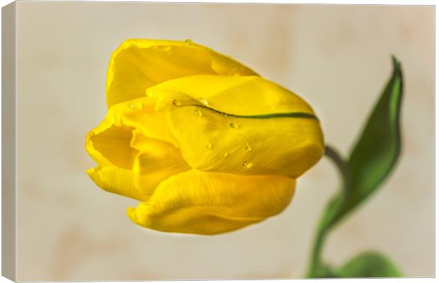 The Yellow tulip Canvas Print by Svetlana Korneliuk