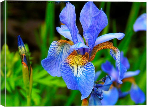  Iris Sky Blue Summer Canvas Print by Eleanor McCabe