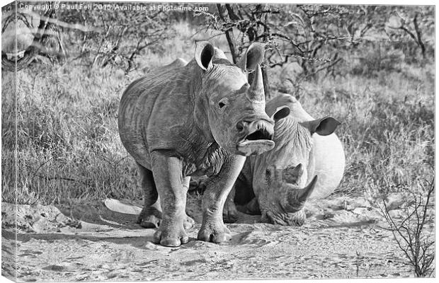 White Rhinoceros Canvas Print by Paul Fell