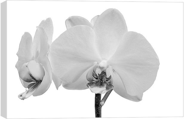 White Orchid Canvas Print by Paul Fell
