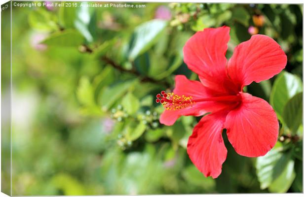 Red Hibiscus Flower Canvas Print by Paul Fell