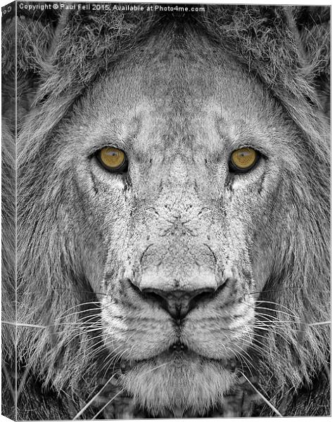 Lion Canvas Print by Paul Fell