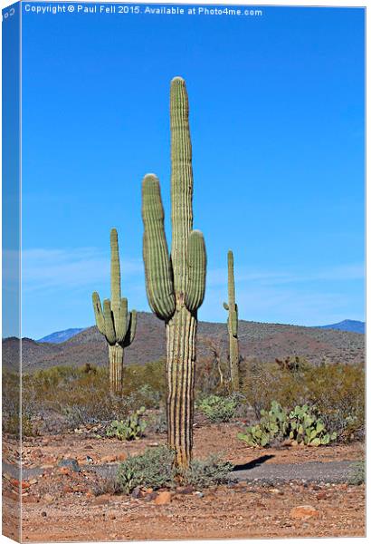 Arizona desert Canvas Print by Paul Fell