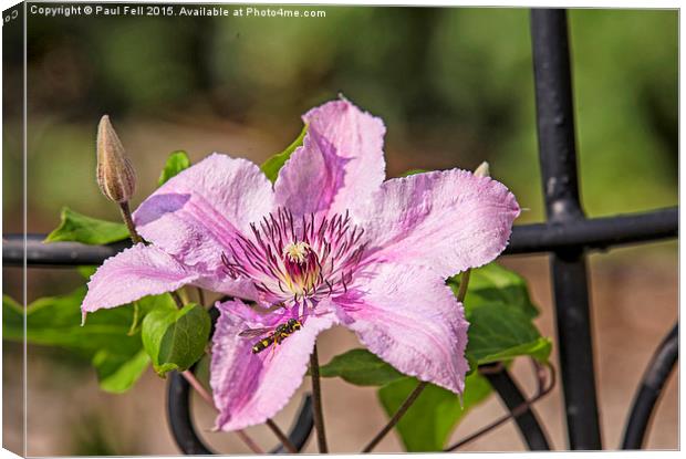 Clematis Canvas Print by Paul Fell