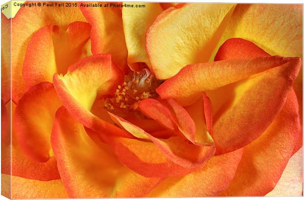 Orange Rose Canvas Print by Paul Fell