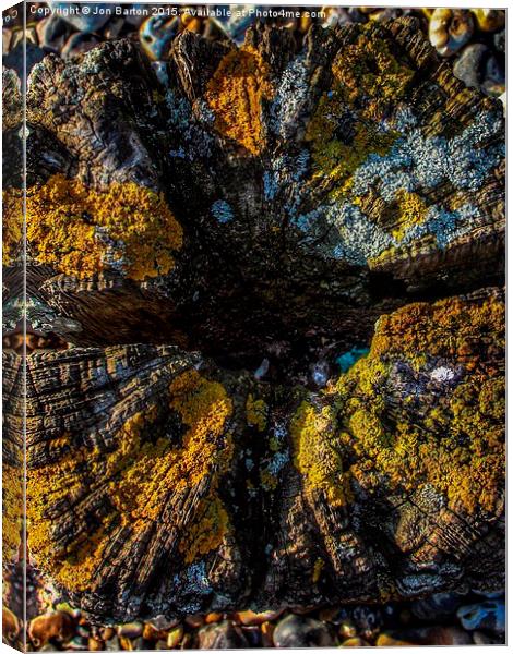 Lichen  Canvas Print by Jon Barton