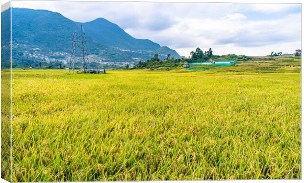 paddy corp farmland Canvas Print by Ambir Tolang