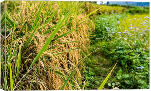 paddy corp farmland Canvas Print by Ambir Tolang