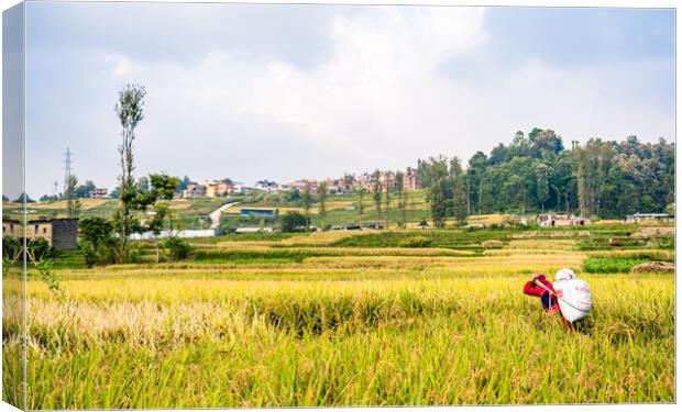 beautiful landscape view of paddy farmland Canvas Print by Ambir Tolang