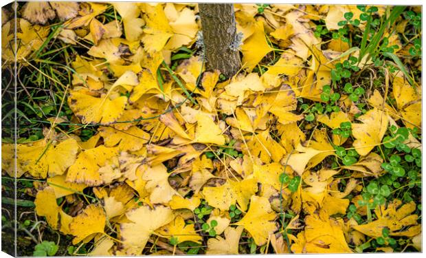colorful  yellow leaf in autumn season Canvas Print by Ambir Tolang