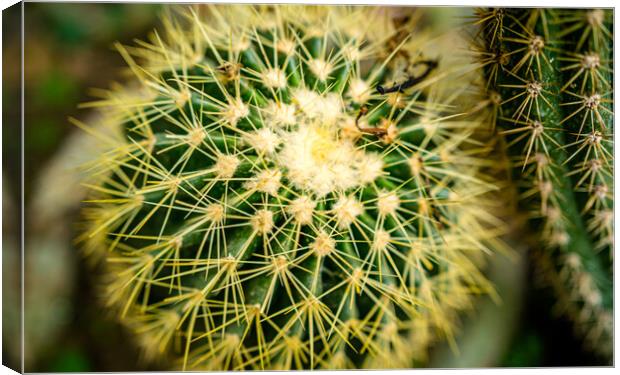 beautiful cactus plant  Canvas Print by Ambir Tolang