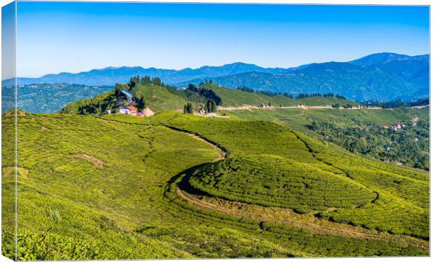 greenery landscape view of tea farmland Canvas Print by Ambir Tolang