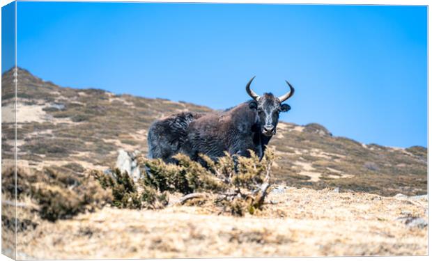 stadning wild animal Yak in mountain  Canvas Print by Ambir Tolang