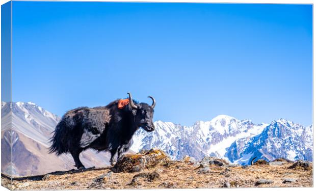 stadning wild animal Yak in mountain  Canvas Print by Ambir Tolang