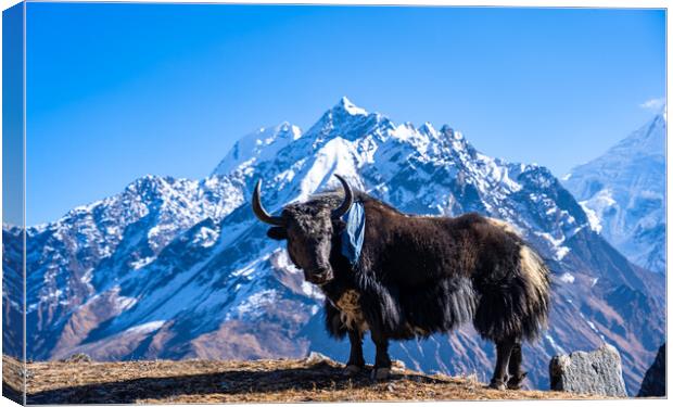 stadning wild animal Yak in mountain  Canvas Print by Ambir Tolang