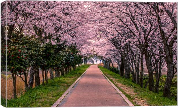 landscape view of blossom cherry Canvas Print by Ambir Tolang