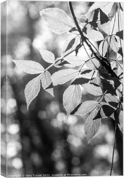 Sunlight through leaves Canvas Print by Gary Turner