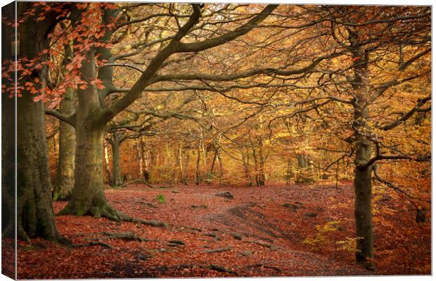 Through The Autumnal Woods Canvas Print by Gary Turner