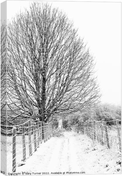 Snowy tree on snowy path Canvas Print by Gary Turner