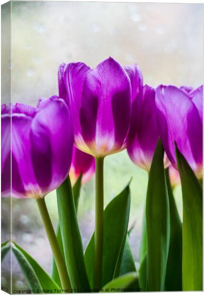 Vibrant purple tulips Canvas Print by Gary Turner