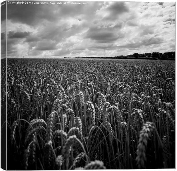 Maize Field Canvas Print by Gary Turner