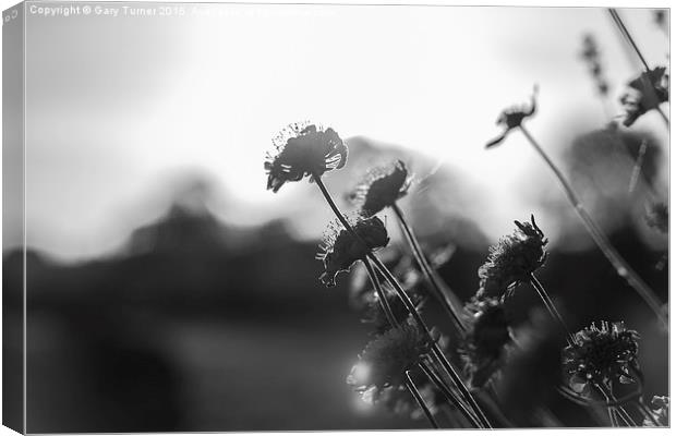 Summer Meadow Canvas Print by Gary Turner