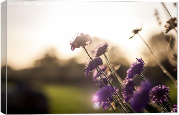 Summer Meadow Canvas Print by Gary Turner