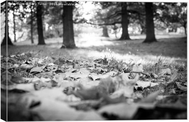 Autumn Leaves Canvas Print by Gary Turner