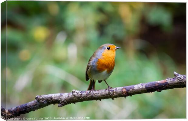 Robin Redbreast Canvas Print by Gary Turner