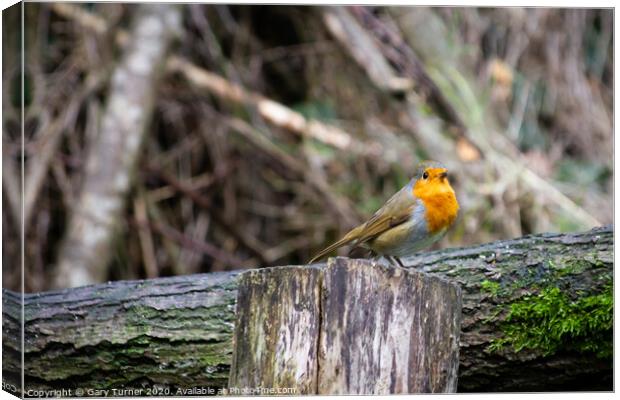 Robin Redbreast Canvas Print by Gary Turner