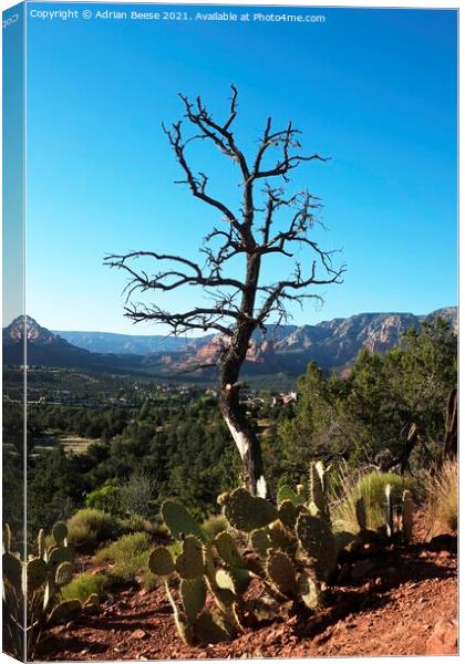 Scorched tree and Cactus overlooking Sedona valley Canvas Print by Adrian Beese